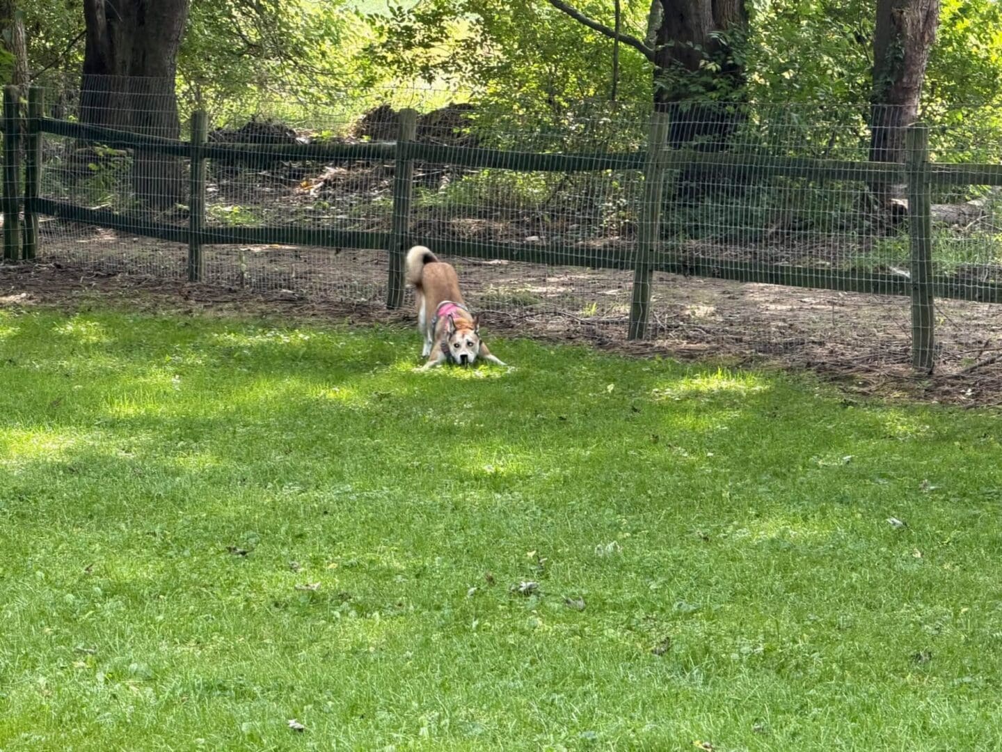 Dog playing in the Getaway Trail dog park