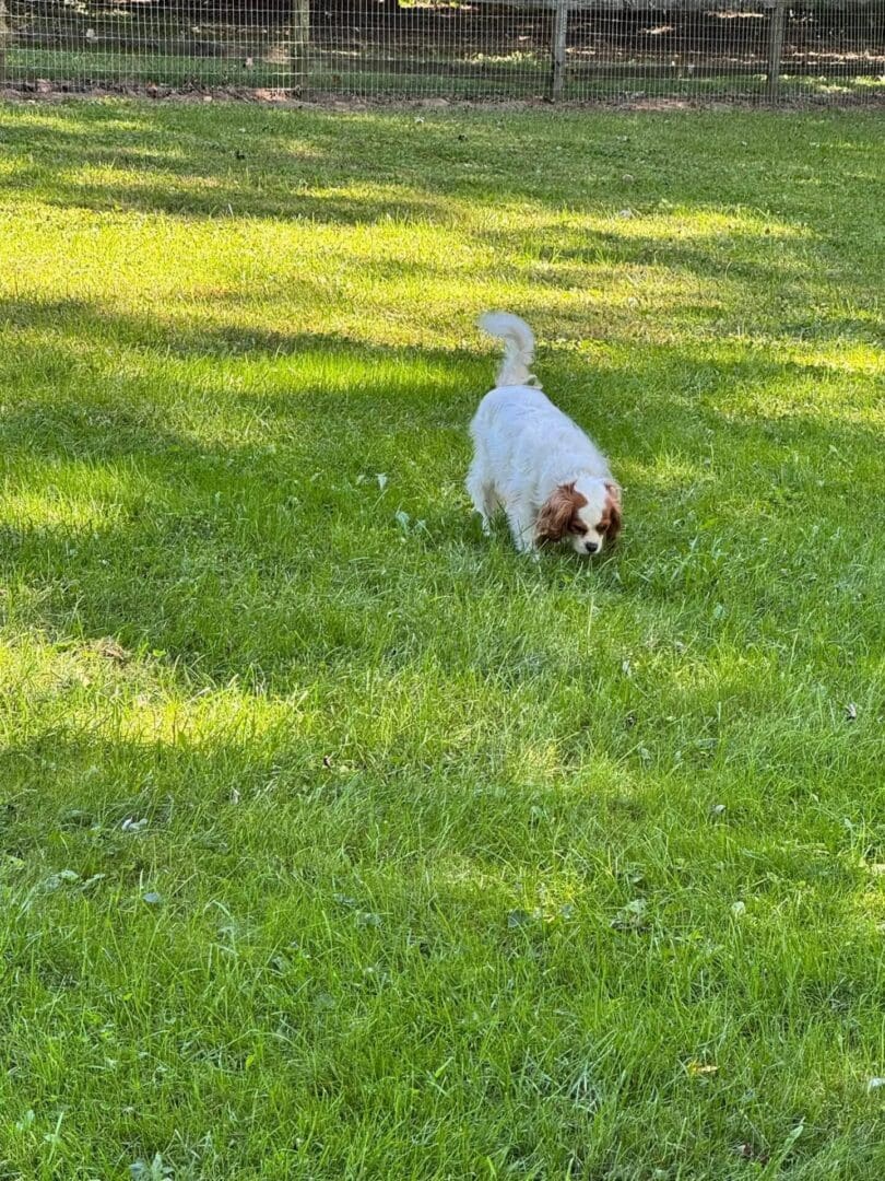 Dog playing at the Getaway Trail dog park